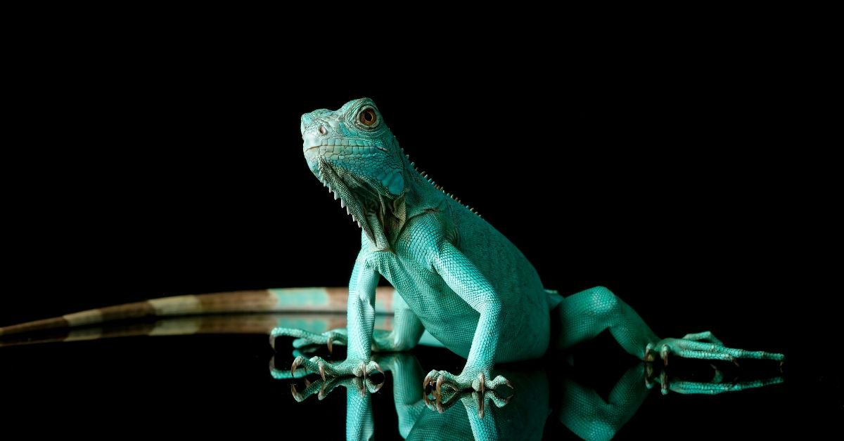 The Scene-Stealing Lizard of Sing