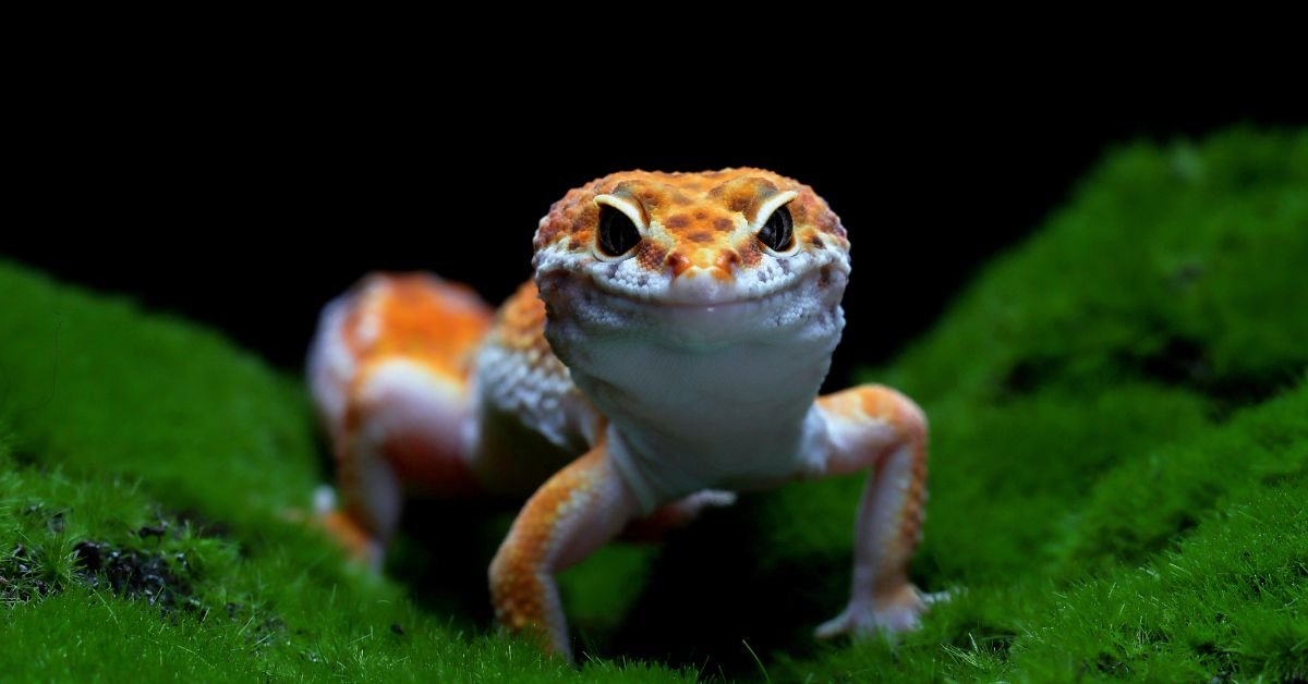 Axolotl Pet