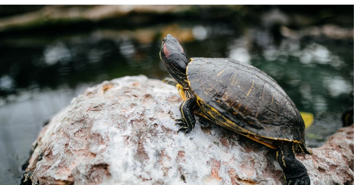 how long can turtles live?
