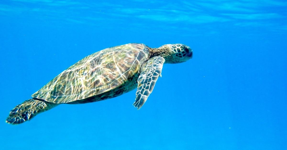 Tortugas Marinas