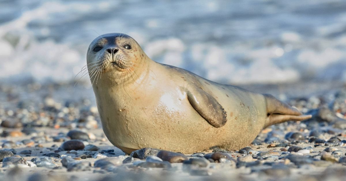 Pictures of seals