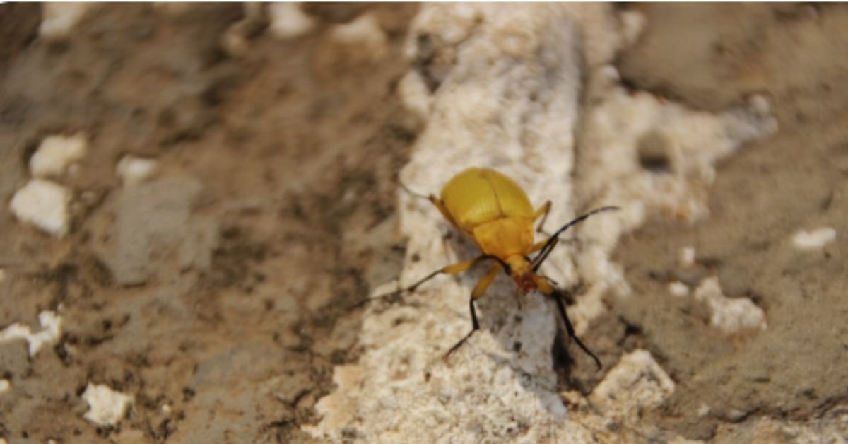 Termite Damage