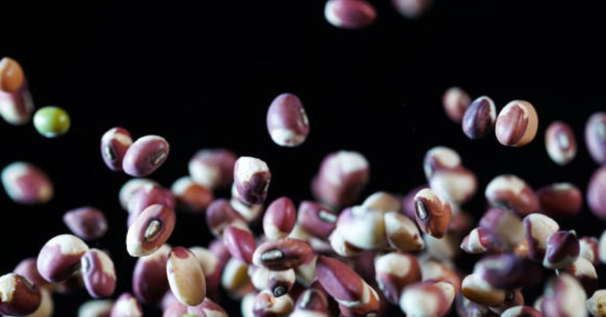 What are Mexican Jumping Beans