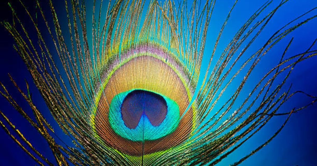 Peacock Feathers