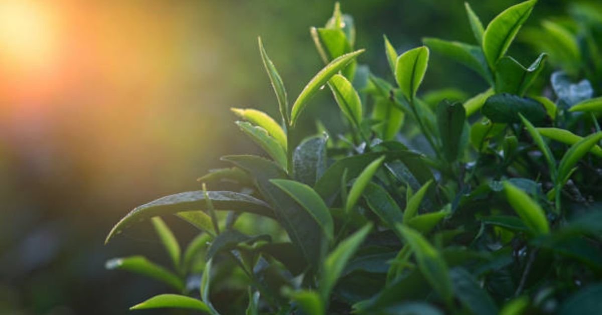 Loose Leaf Green Tea