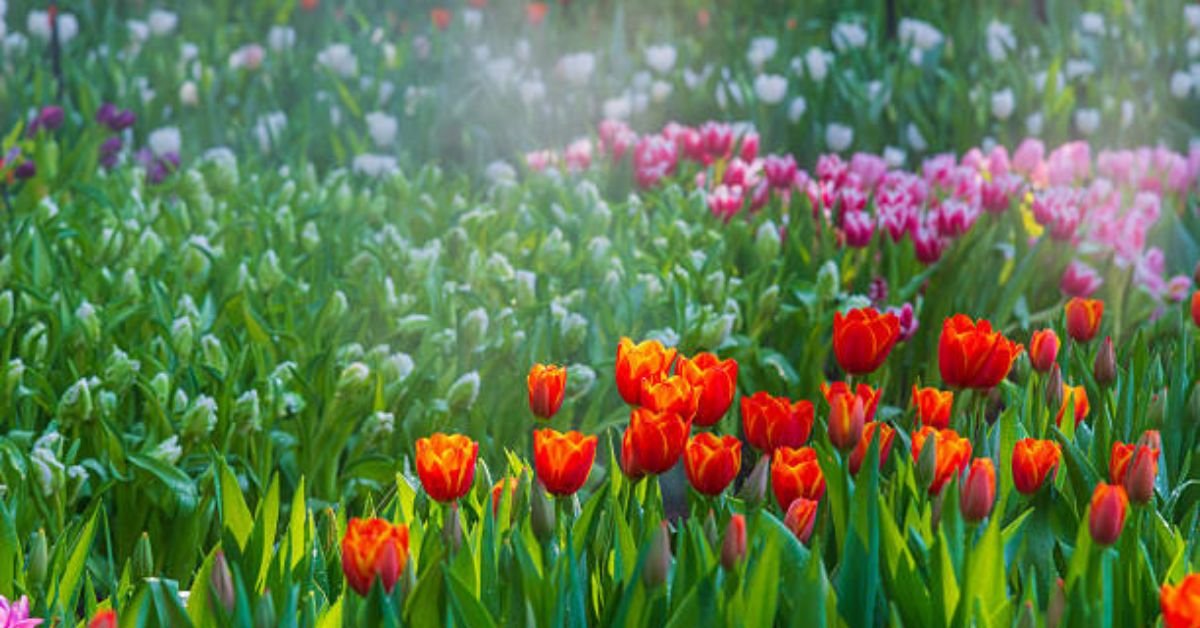 Yard Art Landscaping