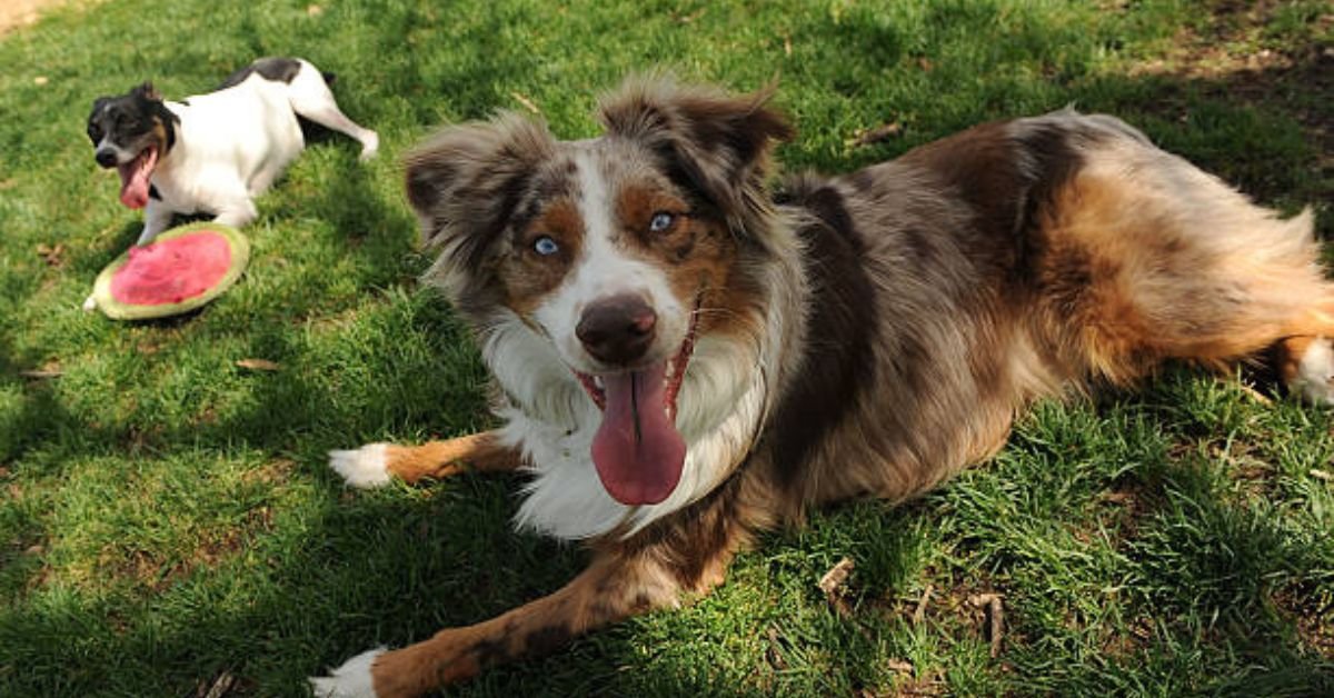 Mini Aussie Puppies Near Me