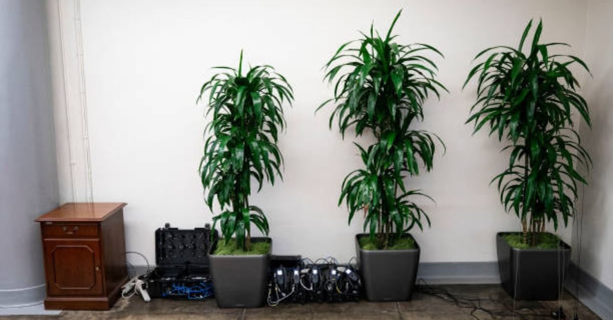 3 Plants Found in Temperate Grassland