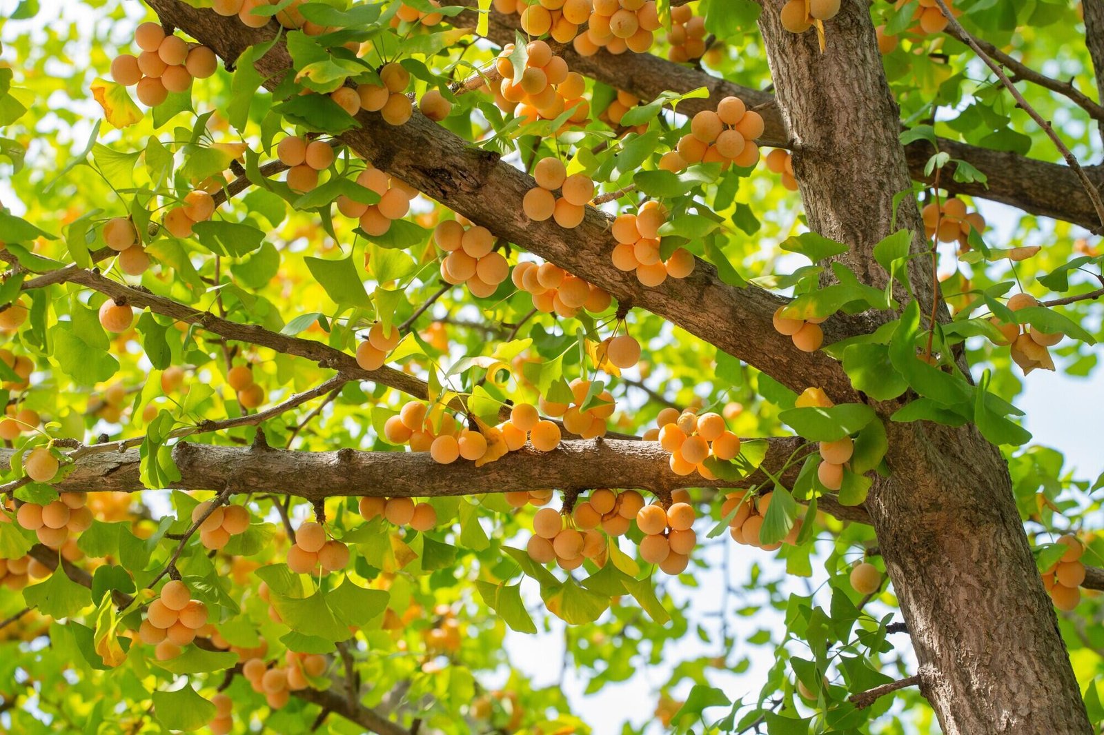 Professional Tree Planting for Healthy, Lasting Growth