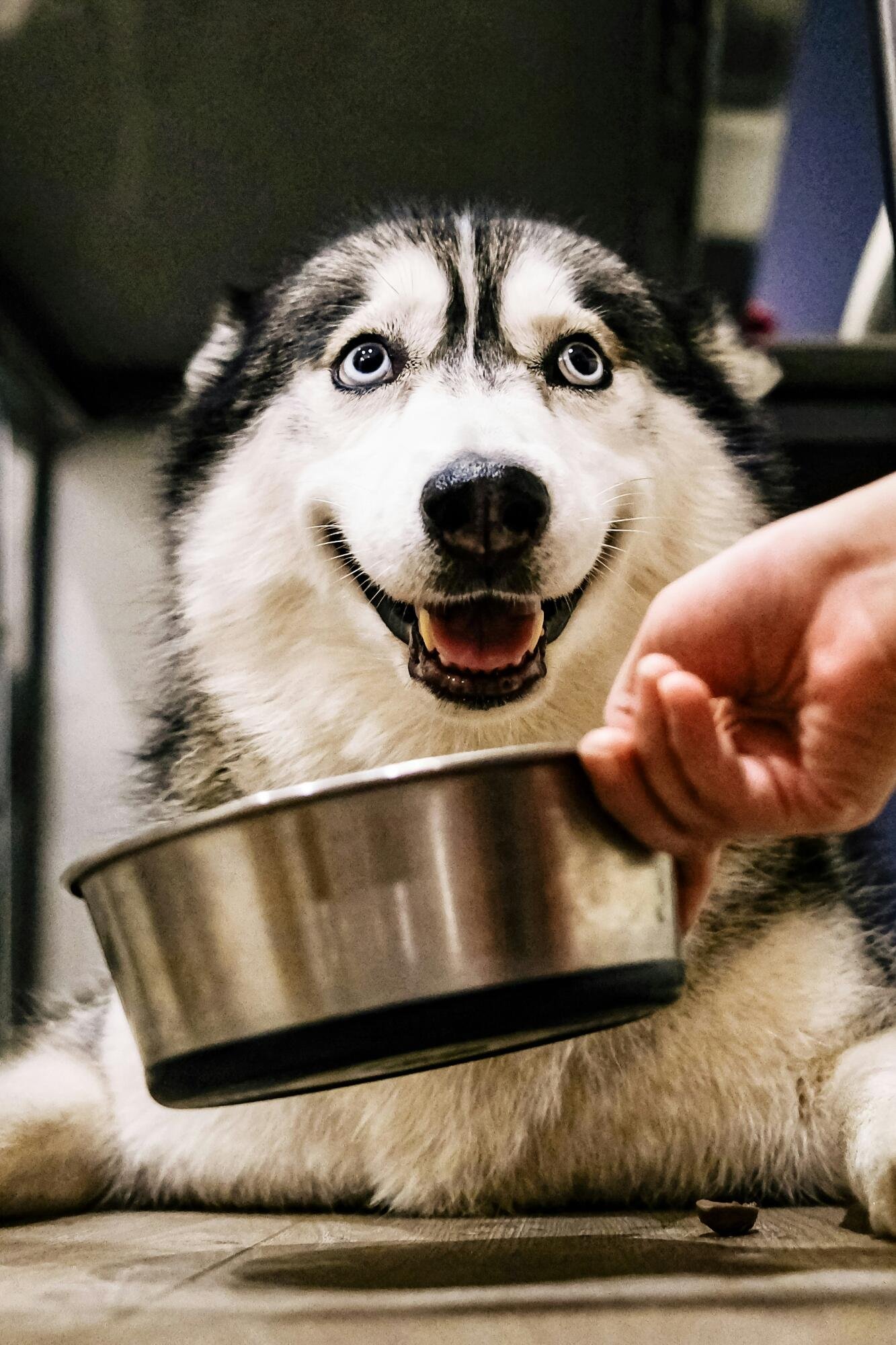 How to Choose Nutrient-Rich Food for Active Dogs