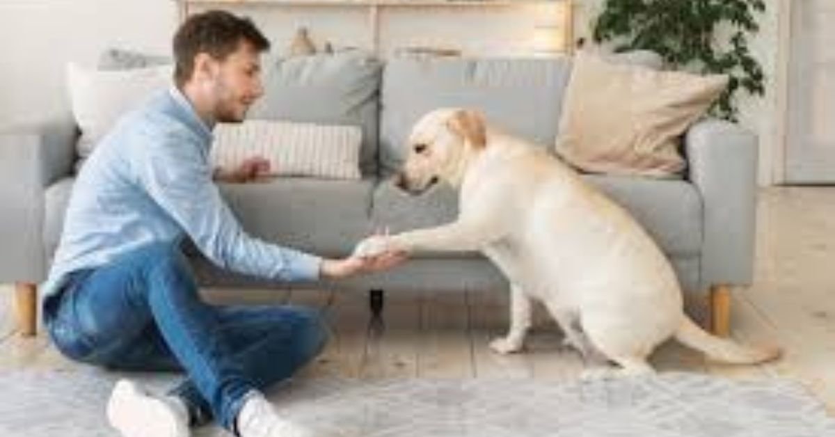 Dog Training Techniques for a Harmonious Home